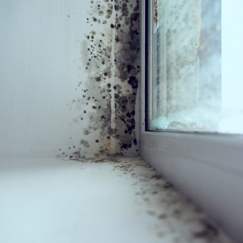 mold beside window LAFAYETTE LA