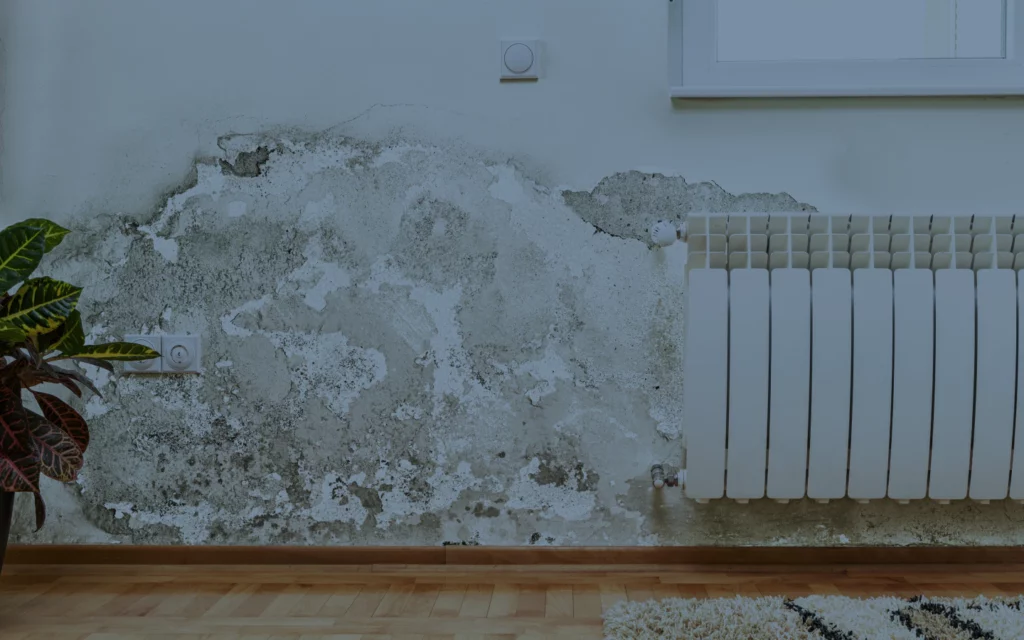 wall with mold and water damage lafayette la
